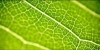 9 octobre Confrence " Bioconomie, les enjeux du carbone vert !"