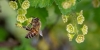 Visio Confrence PDSI "Hommes et abeilles : une cohabitation ncessaire et exigeante" anime par A Fougeroux avec la participation de A Montebourg