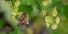 PDSI Hommes et abeilles : une cohabitation ncessaire et exigeante (vnement report)